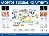 Apoptosis信號(hào)通路圖