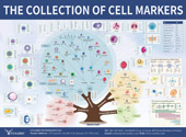 Cell Markers信號(hào)通路圖