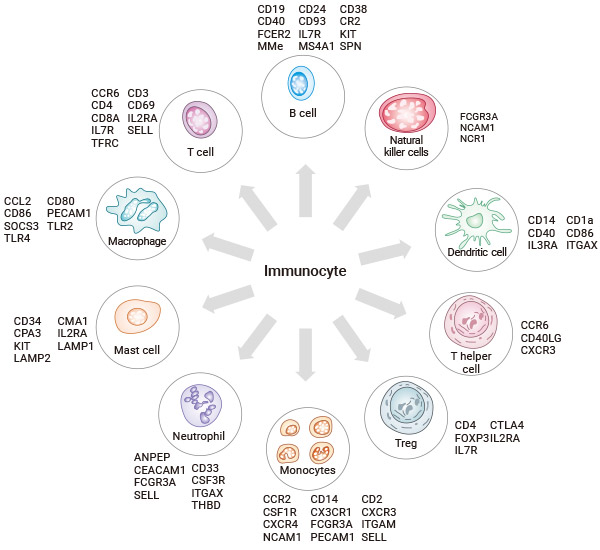 免疫細胞的常見類型及其標志物