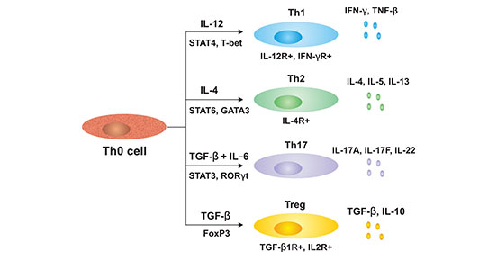 Th0細(xì)胞分化的細(xì)胞亞型