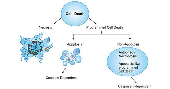 細(xì)胞死亡的兩種方式