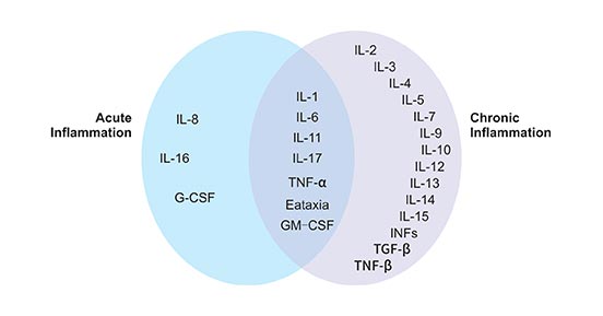 參與急性和慢性炎癥反應(yīng)的細(xì)胞因子