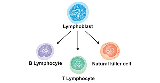 淋巴細胞的類型