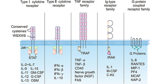 細(xì)胞因子受體的五種典型結(jié)構(gòu)