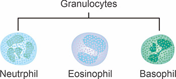 粒細(xì)胞的主要類(lèi)型