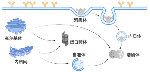 哺乳動物細胞展示質(zhì)量控制