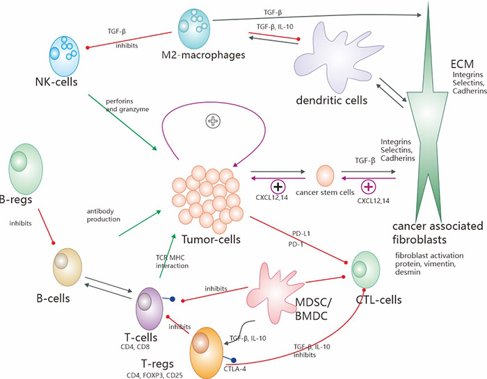 腫瘤微環(huán)境(TME)最重要的機(jī)制和相互作用示意圖概述