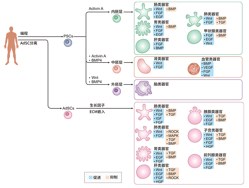 人源PSC和AdSC分化為類器官的過程
