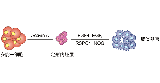 腸類器官建立過程