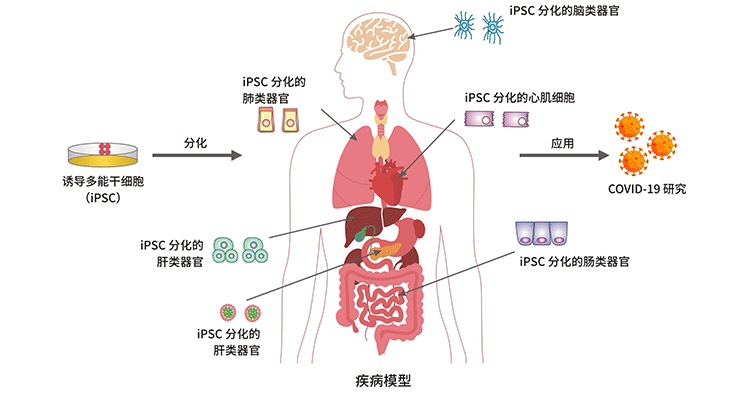 人類 iPSC 衍生的類器官模型在 CDVID-19 研究中的應(yīng)用