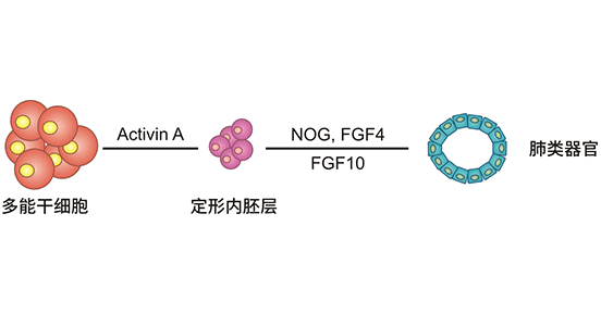 肺類器官的建立