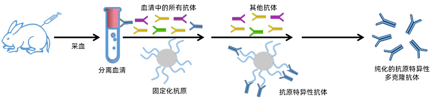多克隆抗體定制服務流程
