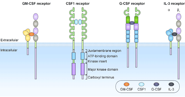 CSF受體結(jié)構(gòu)