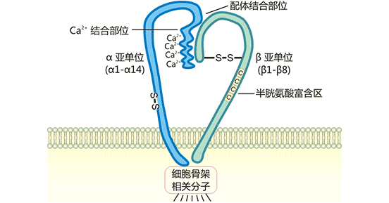 整合素典型結(jié)構(gòu)示意圖