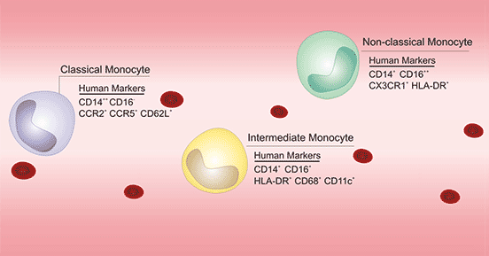 三類單核細(xì)胞示意圖