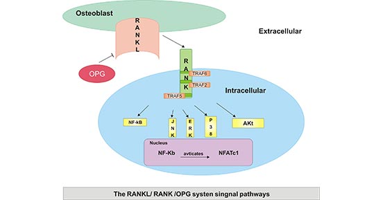 OPG/RANKL/RANK生物活性的作用機(jī)制