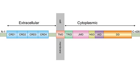 TNFR1的蛋白質(zhì)結(jié)構(gòu)