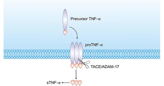 tmTNF-α轉(zhuǎn)化為sTNF-α過(guò)程