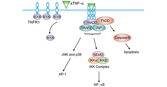 TNFR1-sTNF-α信號(hào)通路