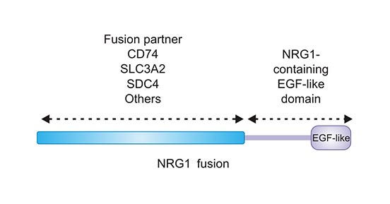 NRG1融合保留NRG1的EGF樣結(jié)構(gòu)域