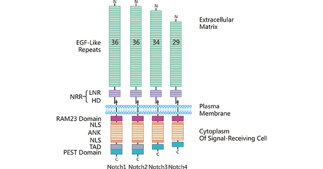 受體Notch1-4結(jié)構(gòu)