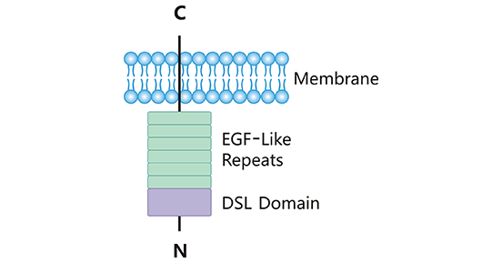 LL3結(jié)構(gòu)示意圖