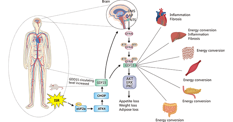 GFRAL/GDF-15信號通路機(jī)制