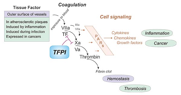 TFPI抑制FVIIa-TF活性對(duì)抗腫瘤