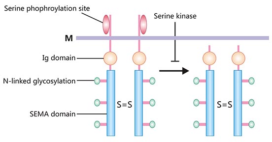 SEMA4D蛋白結(jié)構(gòu)示意圖